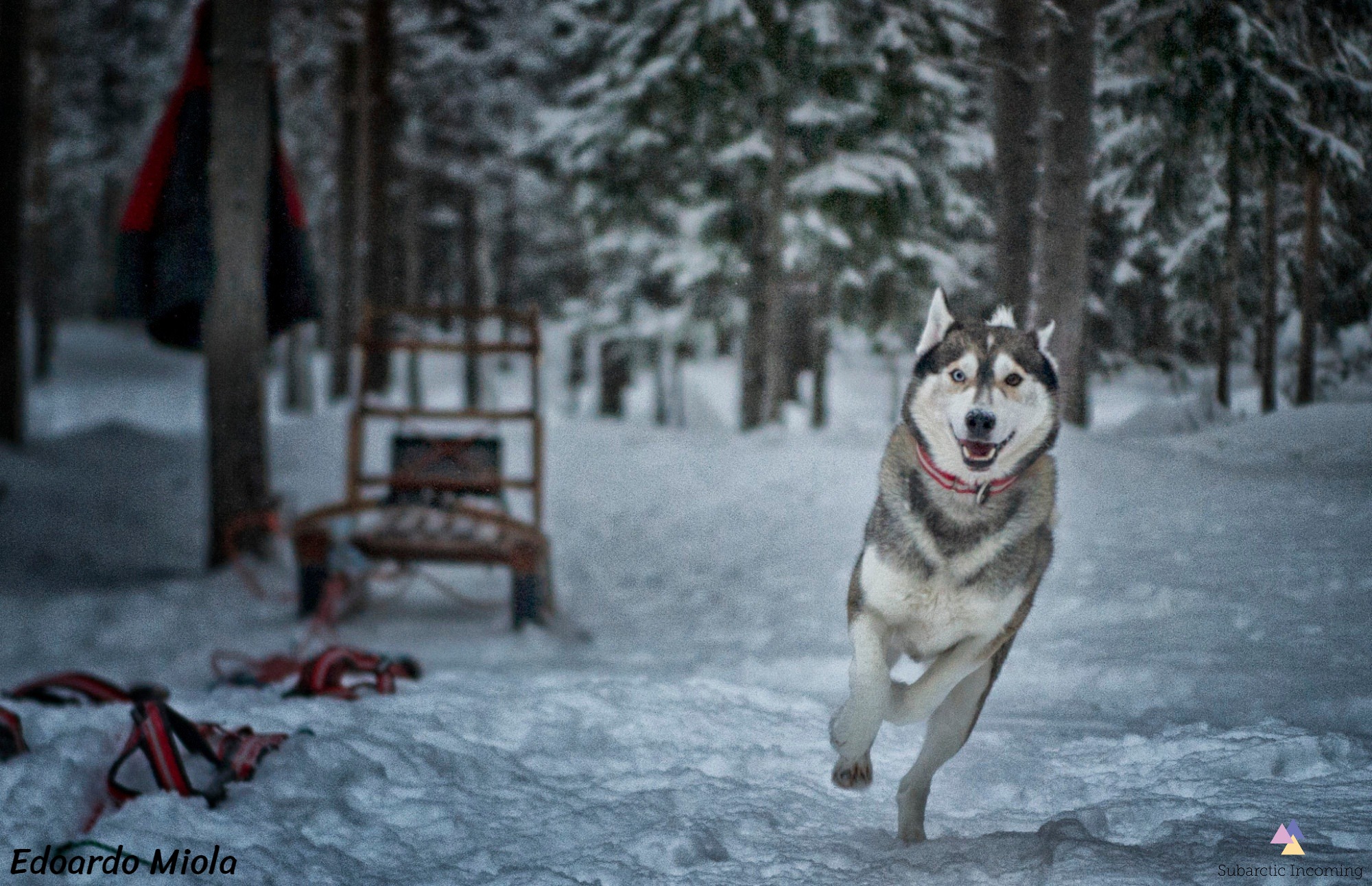 Dog Sledding