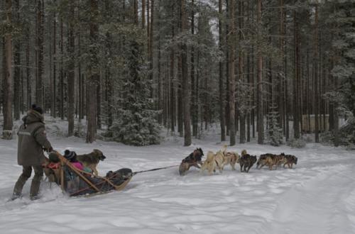 Accessible dogsledding with huskies