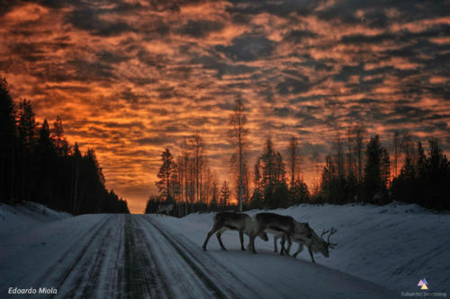 Winter Sunrise with reindeers