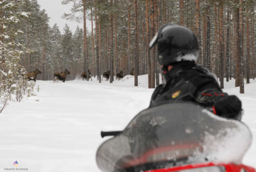 Winter moose safari